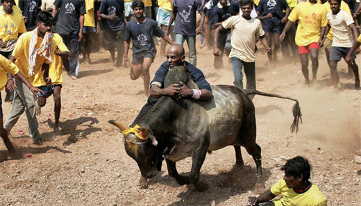 jallikattu 